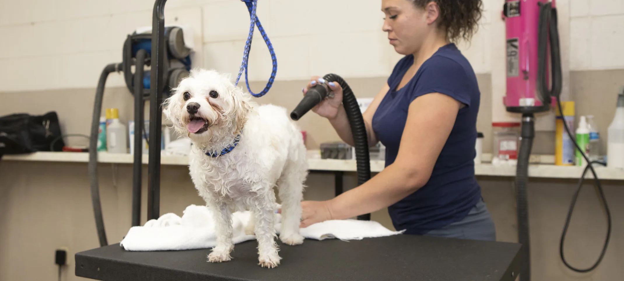 Dog being groomed